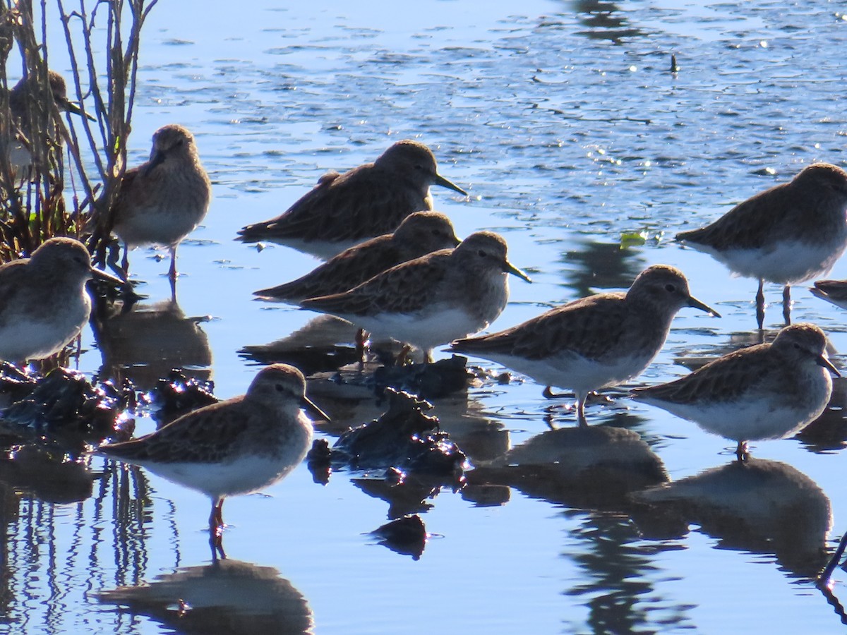 Least Sandpiper - ML610741056