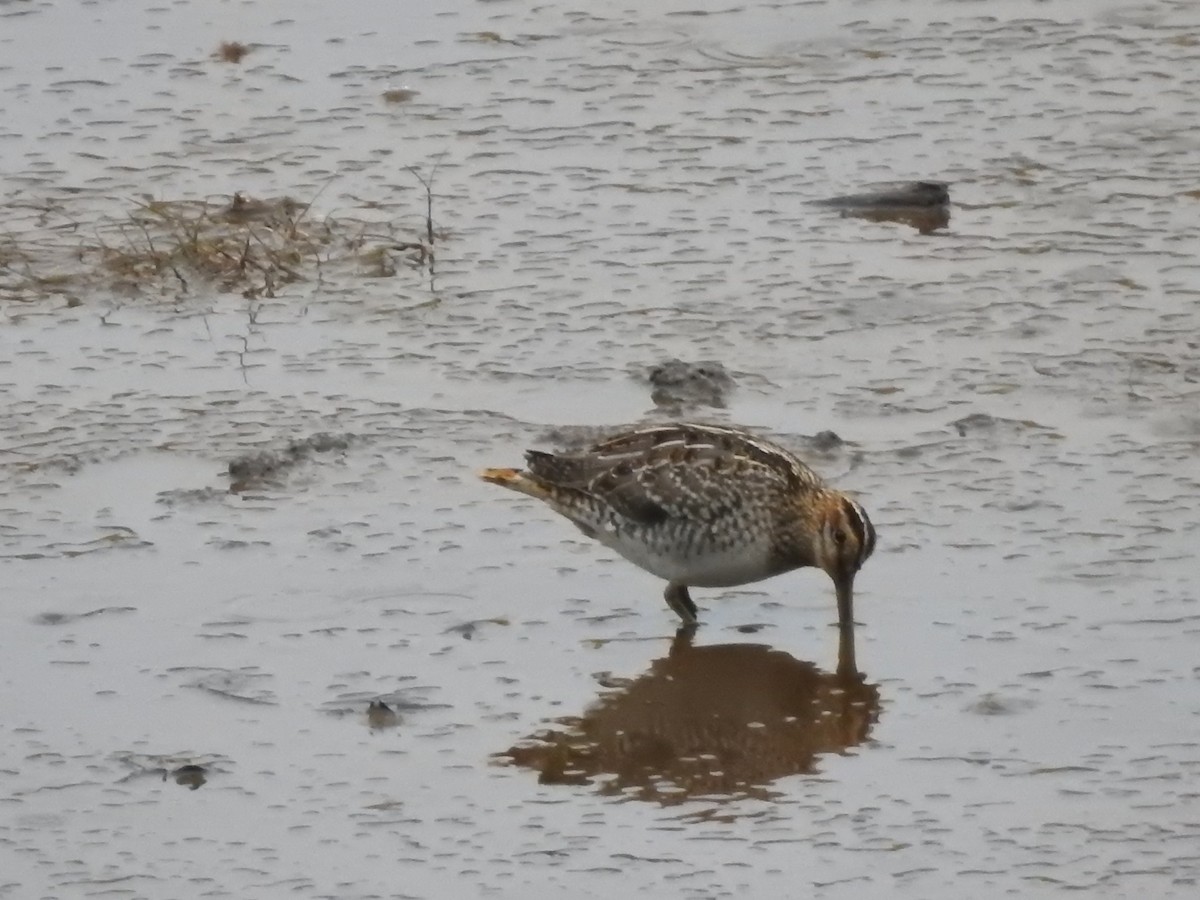 Wilson's Snipe - ML610741073