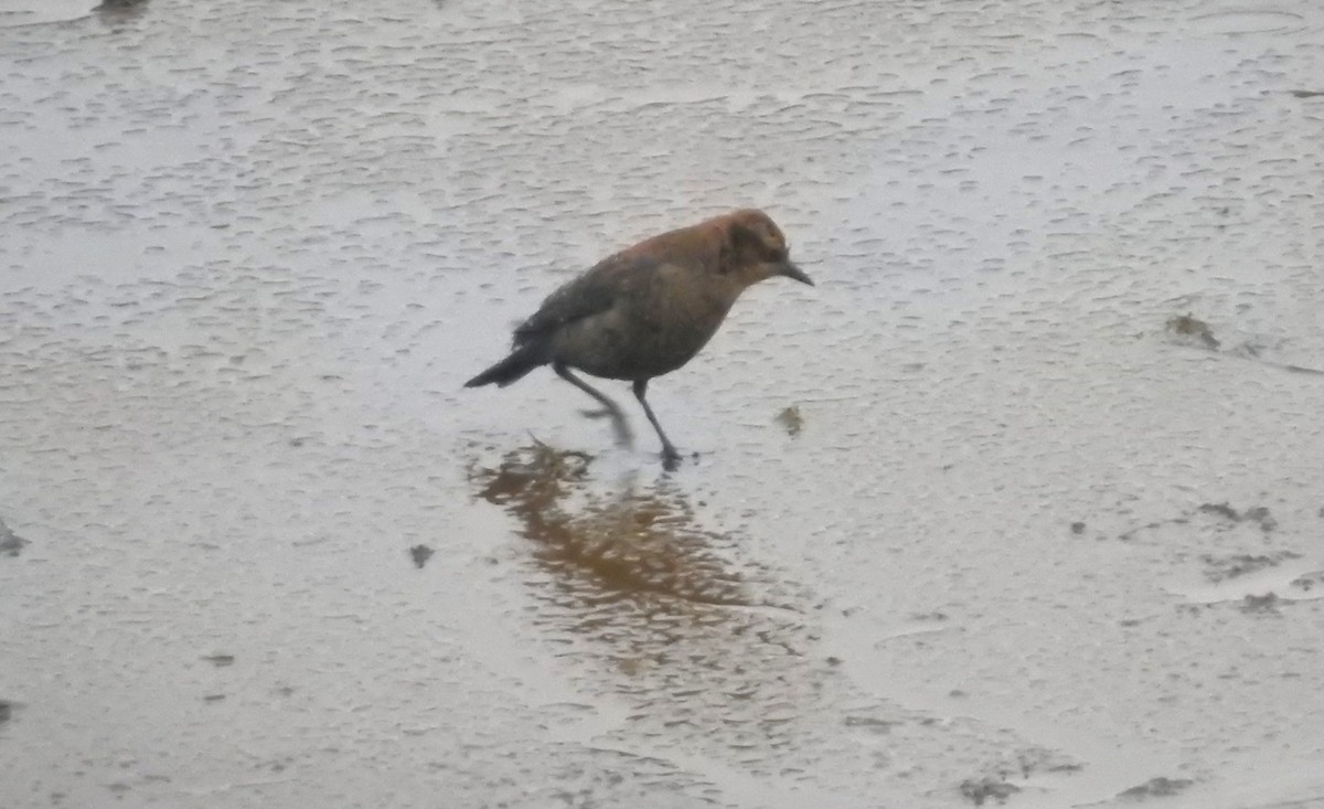 Rusty Blackbird - ML610741089