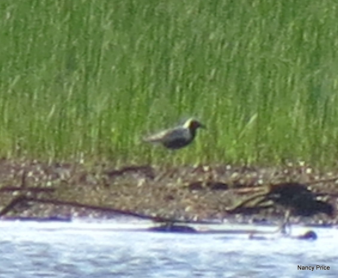 Black-bellied Plover - ML61074111