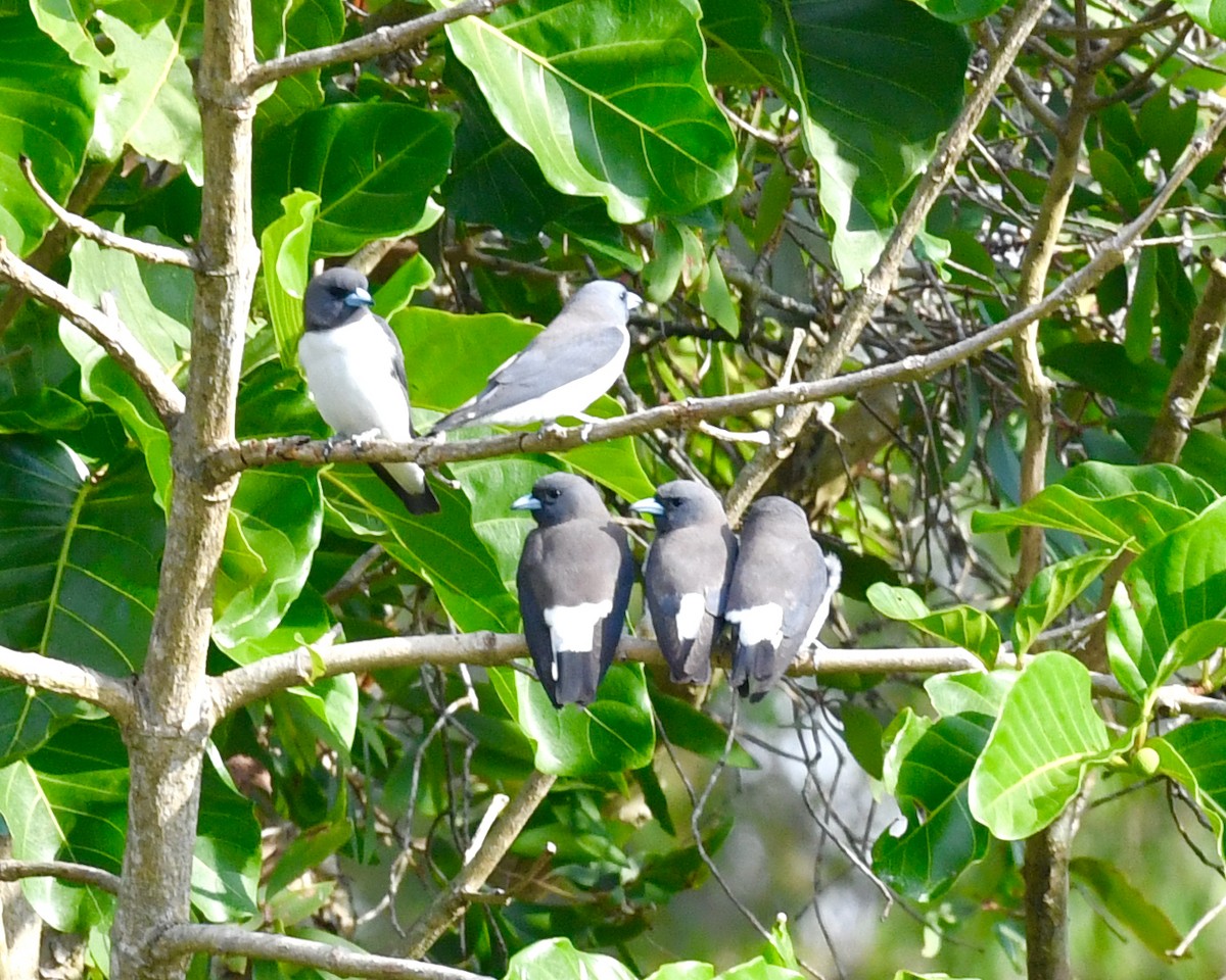 White-breasted Woodswallow - ML610741209