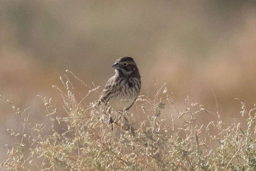 Lark Bunting - ML610741288