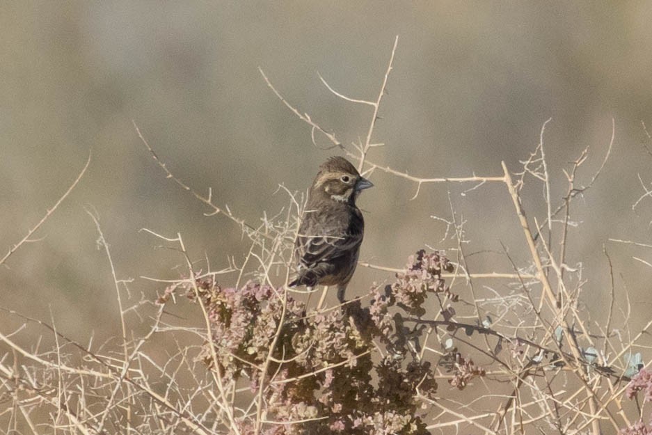 Lark Bunting - ML610741289