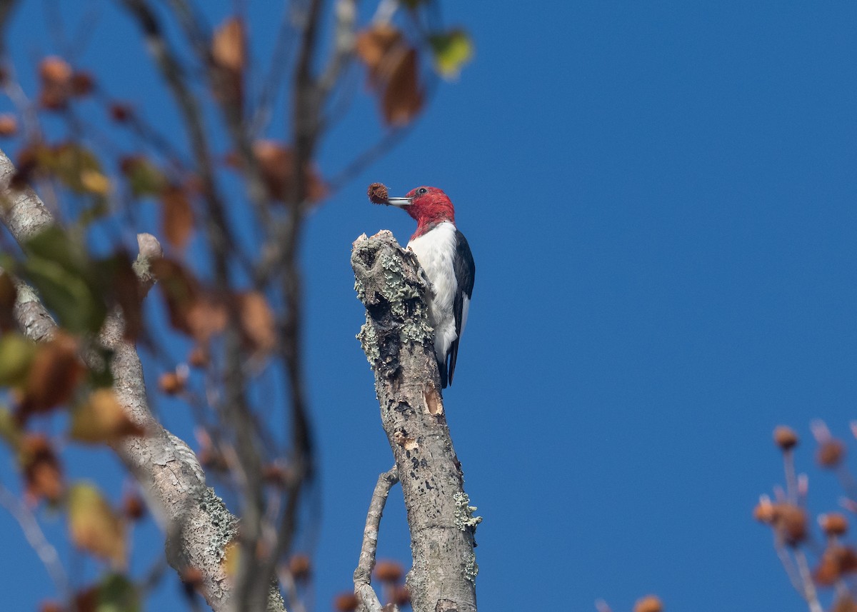 Red-headed Woodpecker - ML610741325