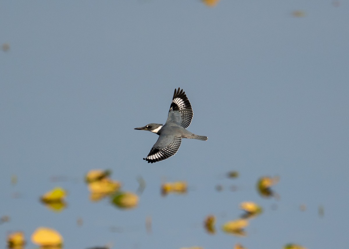 Belted Kingfisher - ML610741338