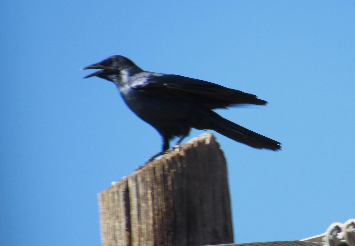 Sinaloa Crow - Julie  Michael