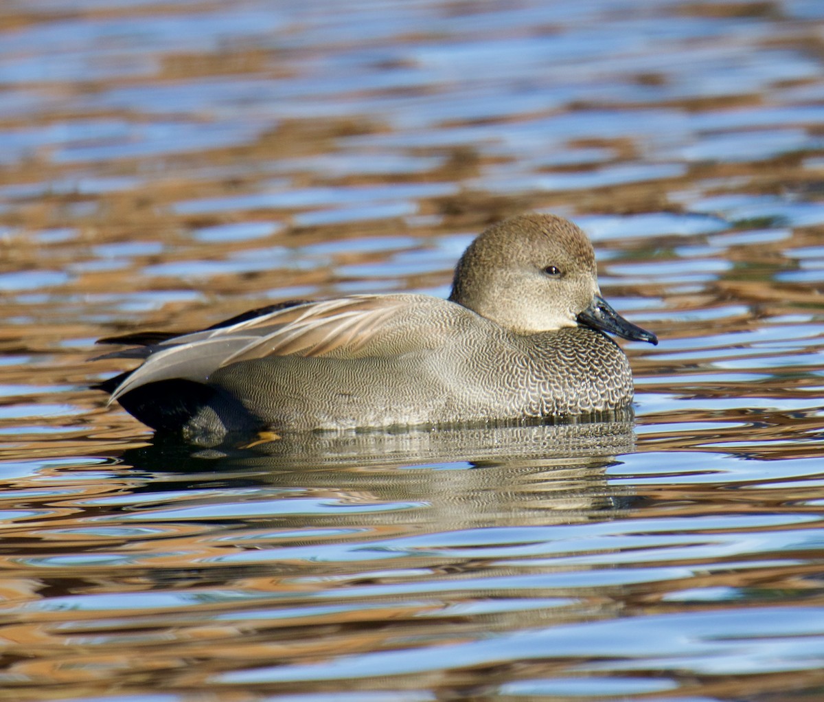 Gadwall - ML610741396