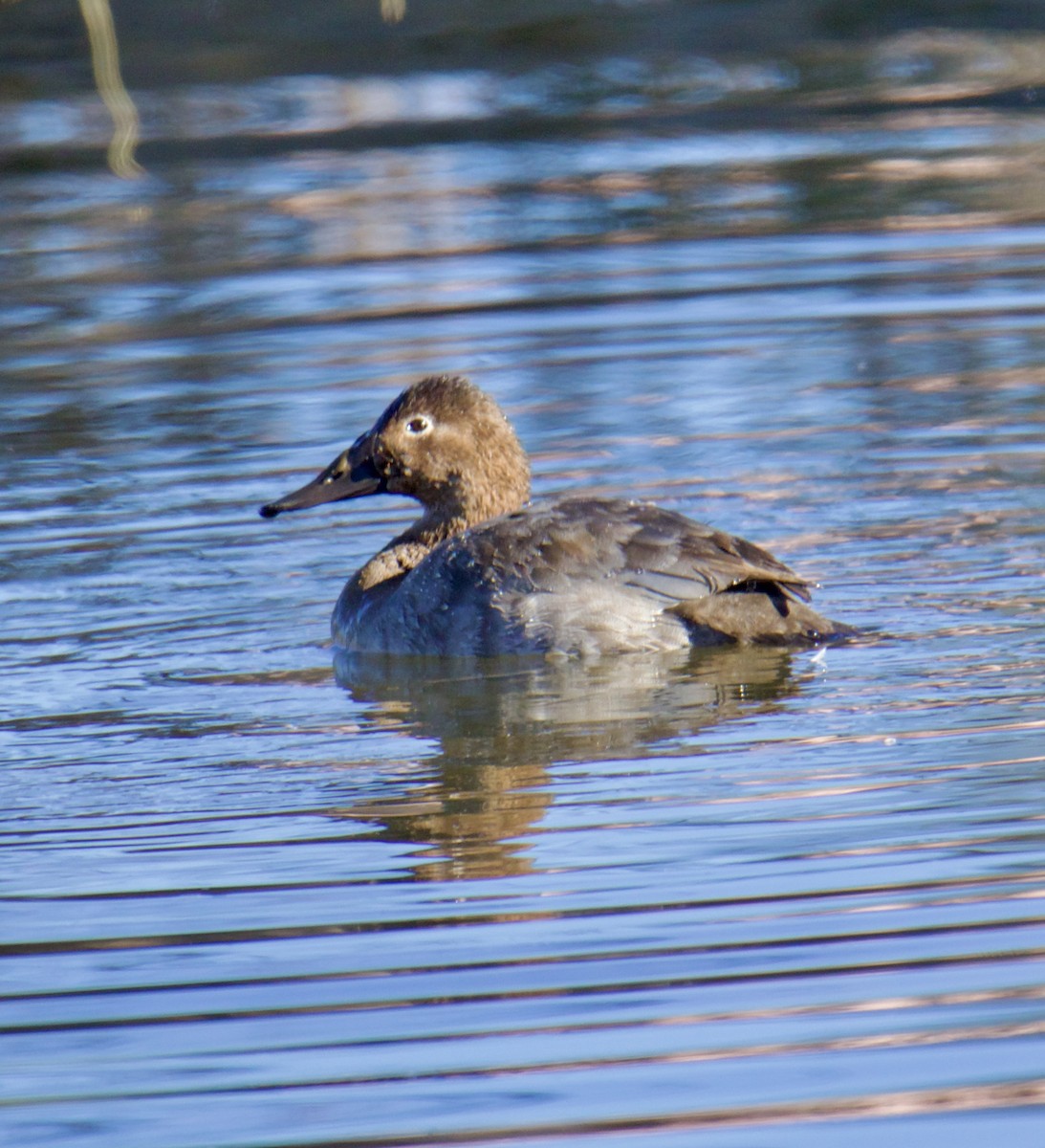 Canvasback - Jordan Juzdowski