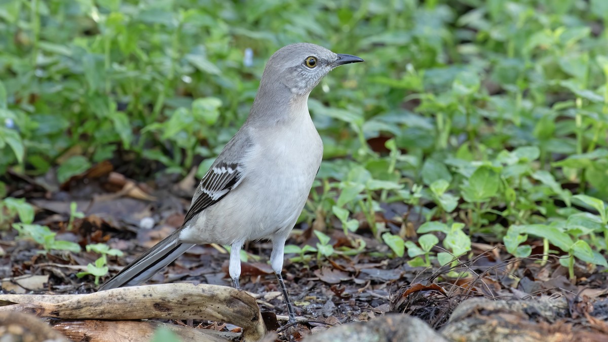 Northern Mockingbird - ML610741403