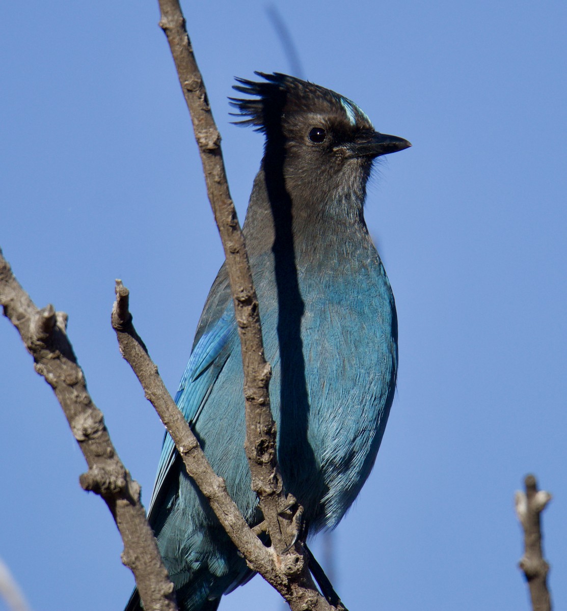 Steller's Jay - ML610741405