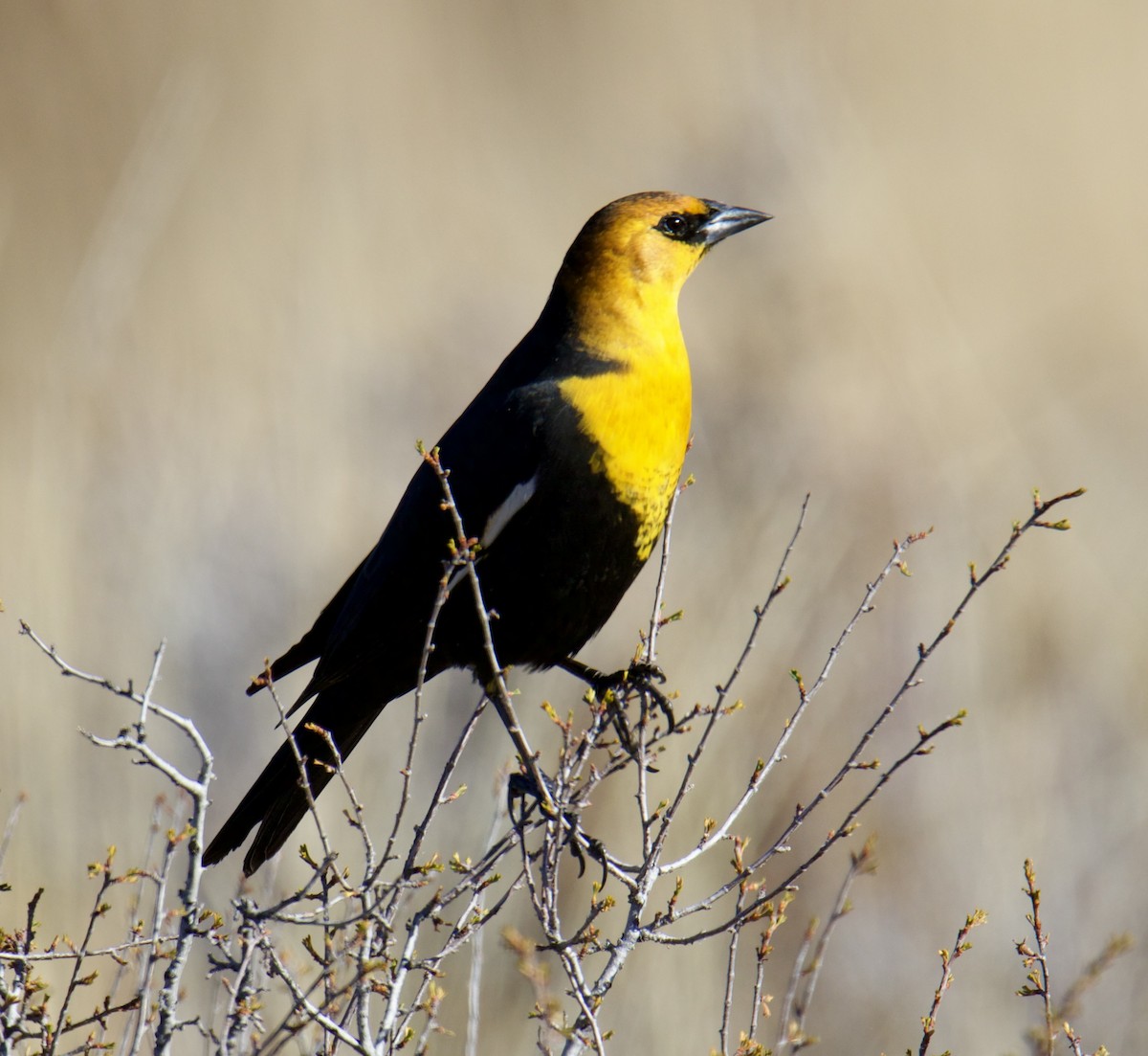 Yellow-headed Blackbird - ML610741420