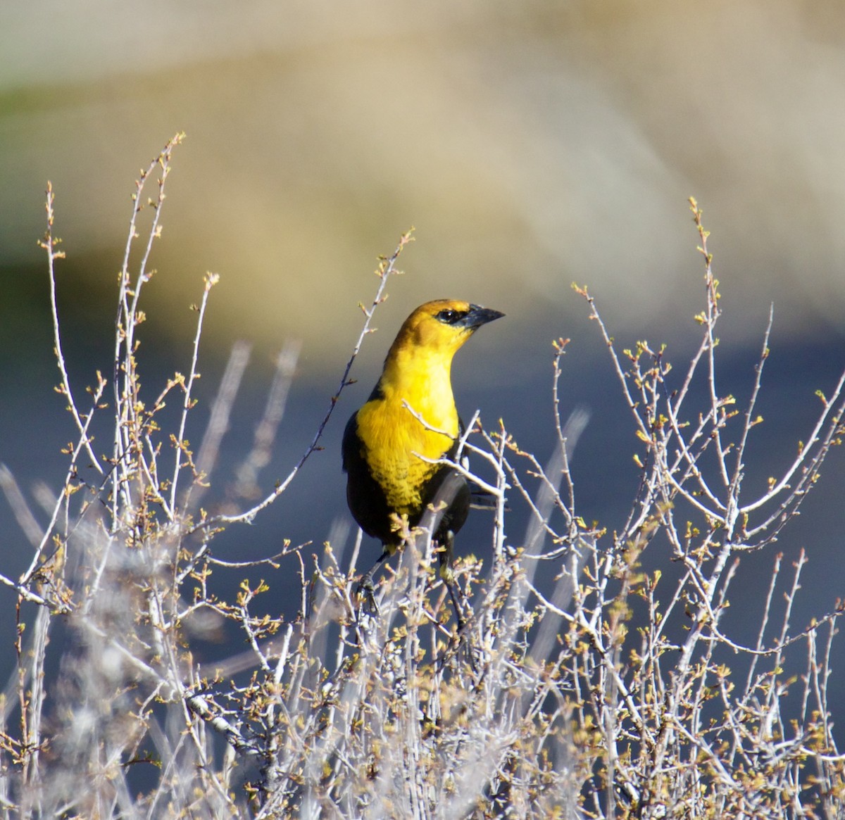 Yellow-headed Blackbird - ML610741421