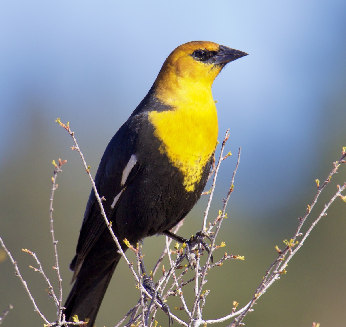 Yellow-headed Blackbird - ML610741422