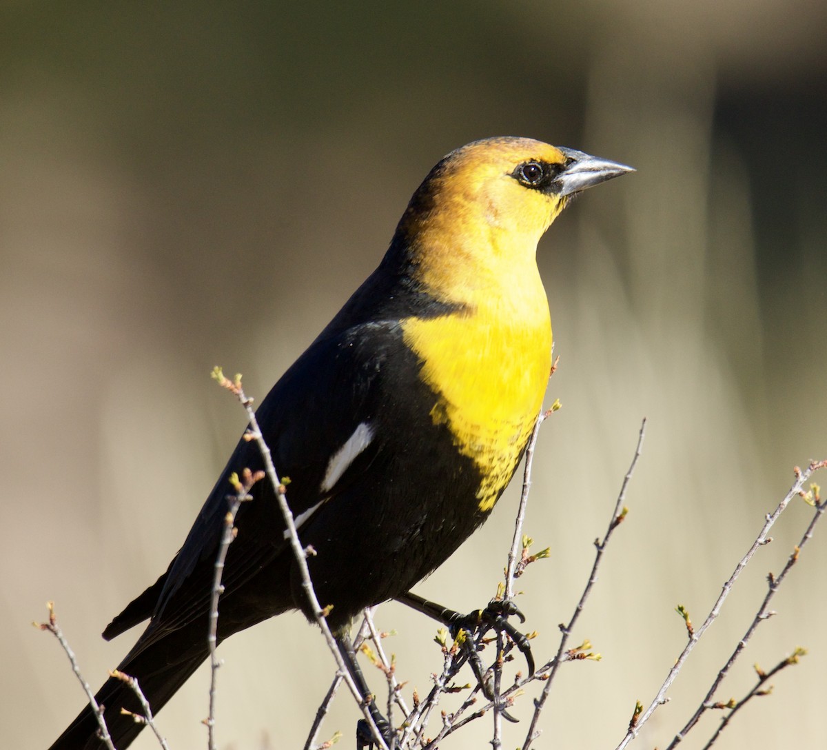 Yellow-headed Blackbird - ML610741423