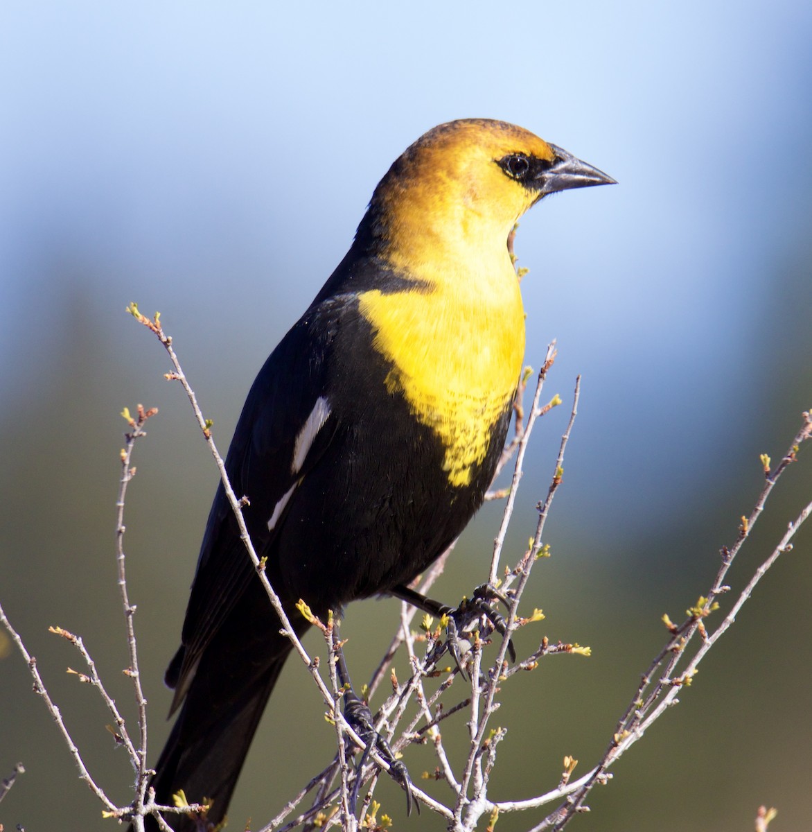 Yellow-headed Blackbird - ML610741424