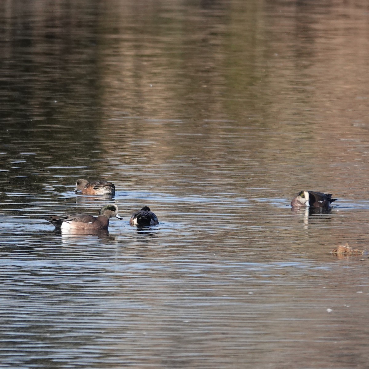 American Wigeon - ML610741467