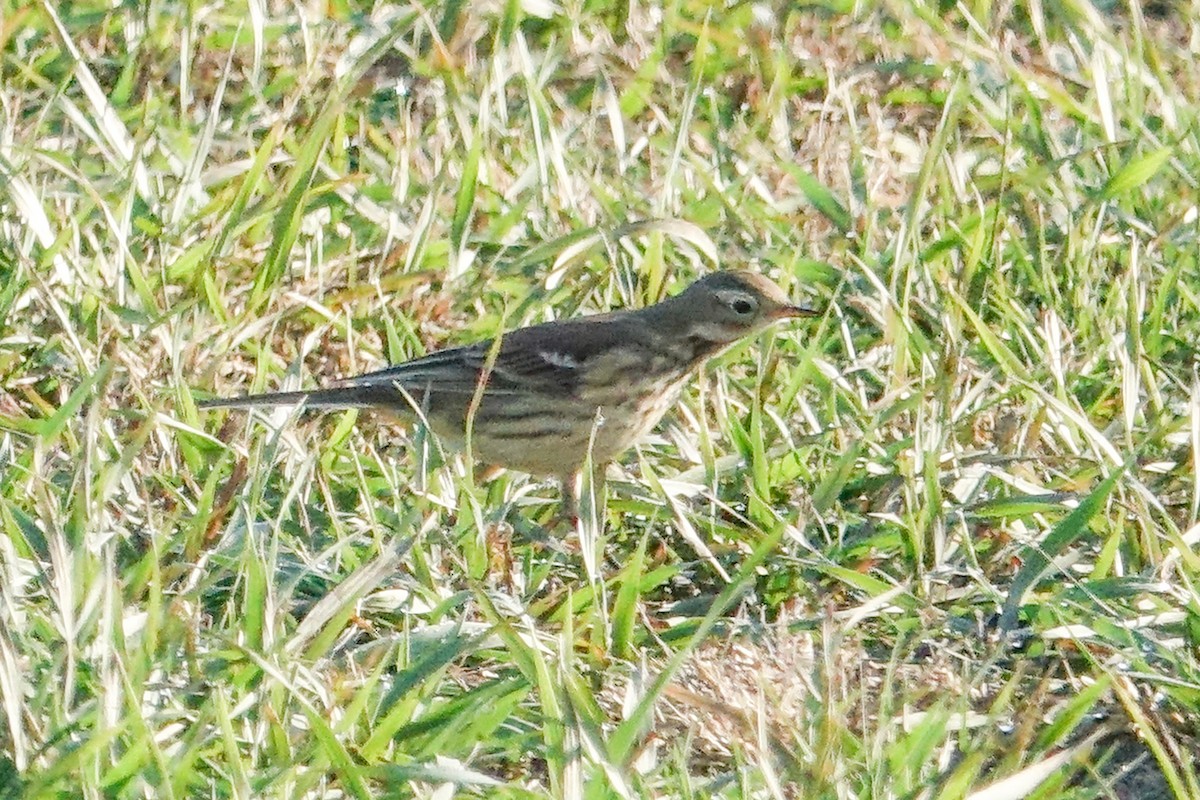 American Pipit - Mark Haindfield