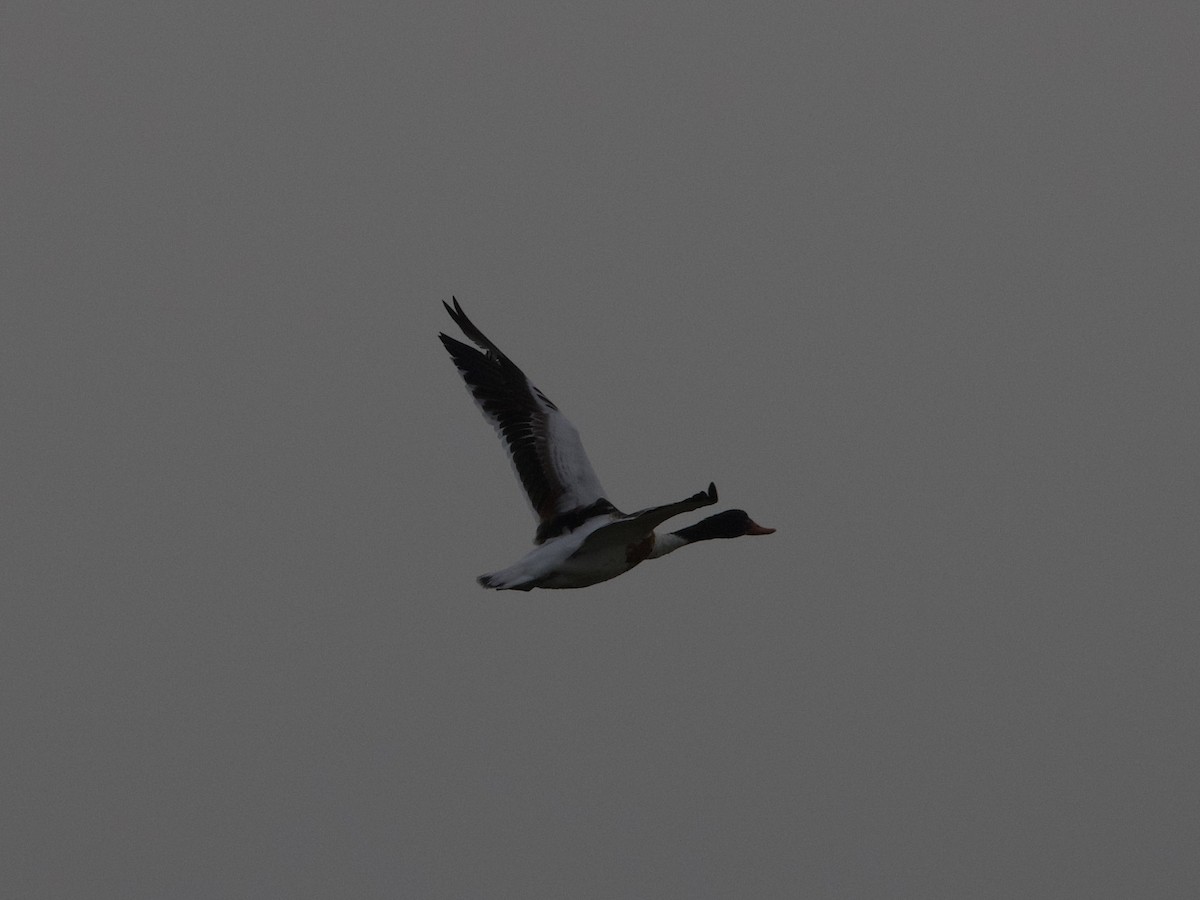 Common Shelduck - ML610741675