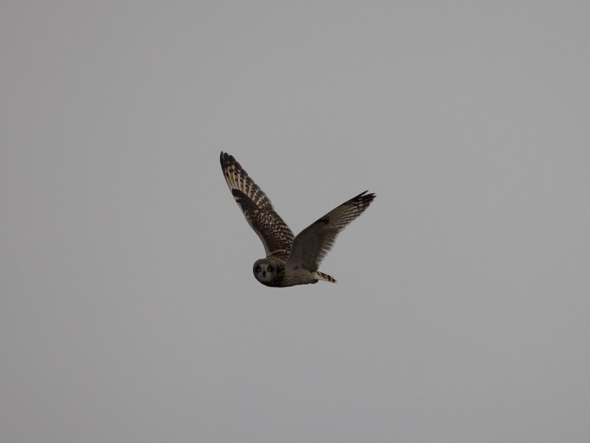 Short-eared Owl - Johan Fagefors