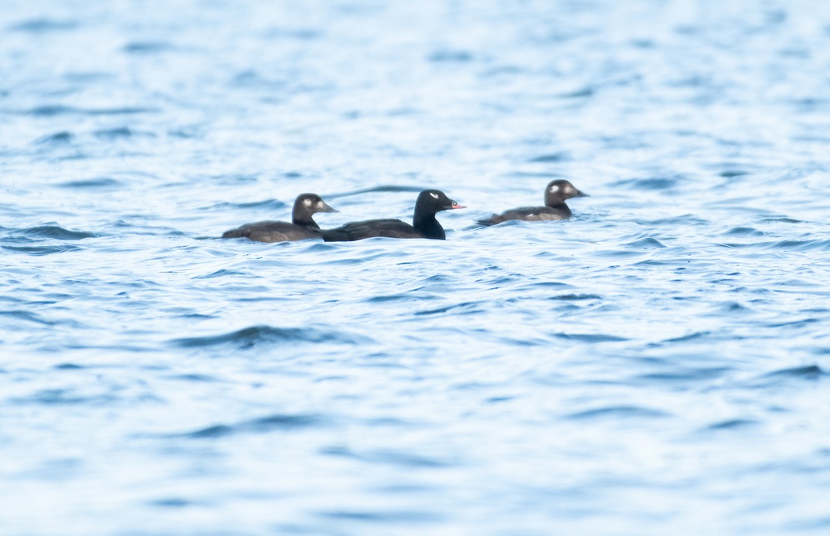 White-winged Scoter - Demelza and Josh Larson