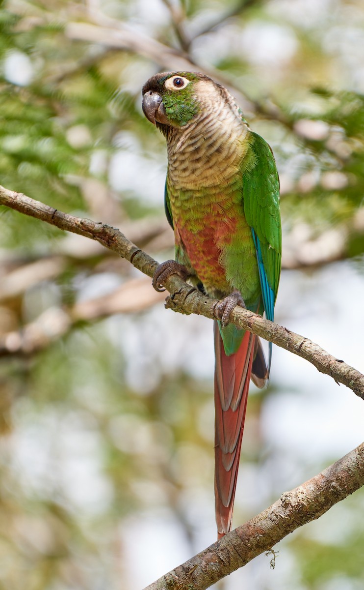 Green-cheeked Parakeet - Tomáš Grim