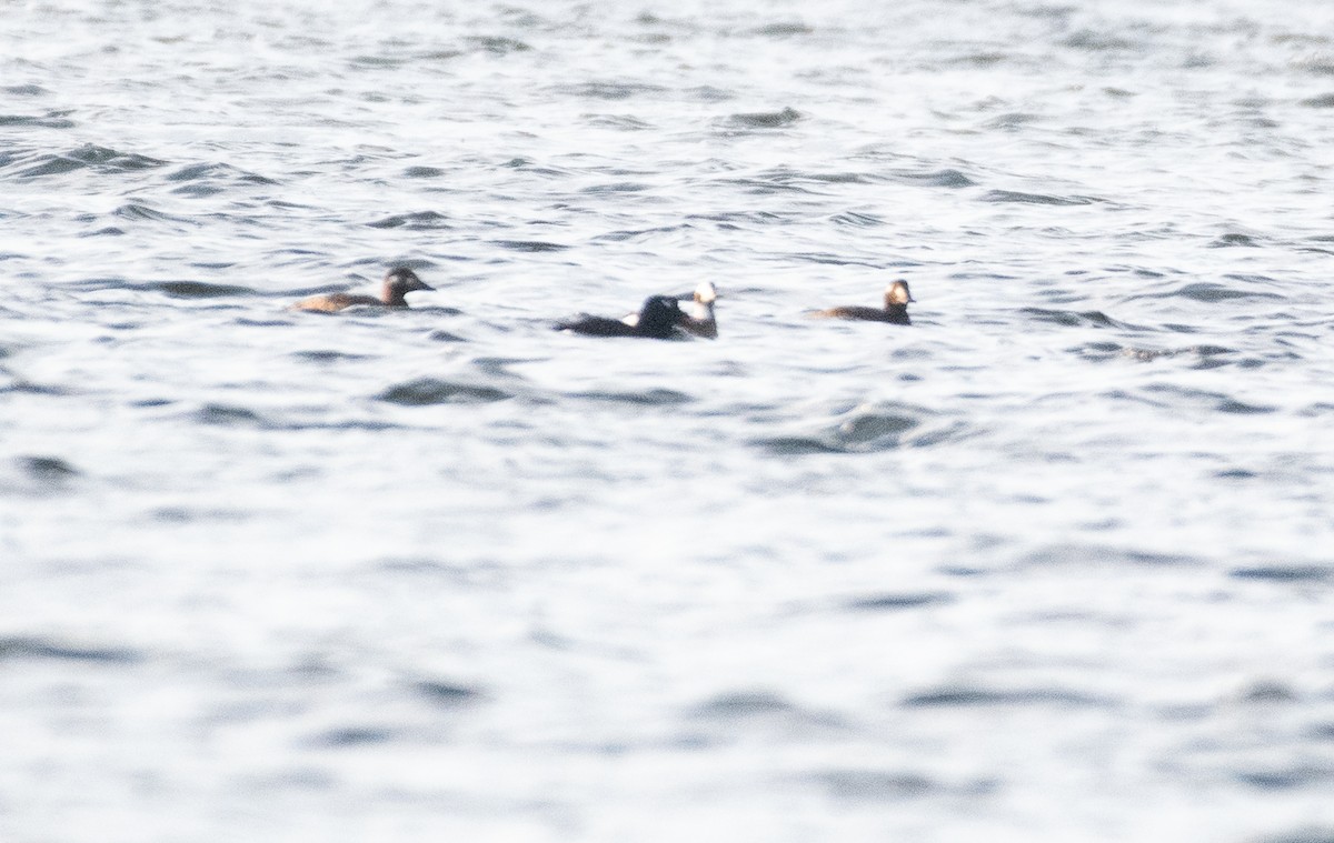 Long-tailed Duck - Demelza and Josh Larson