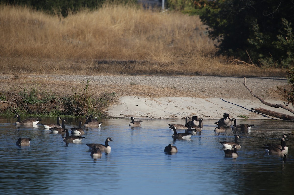 Canada Goose - ML610741748