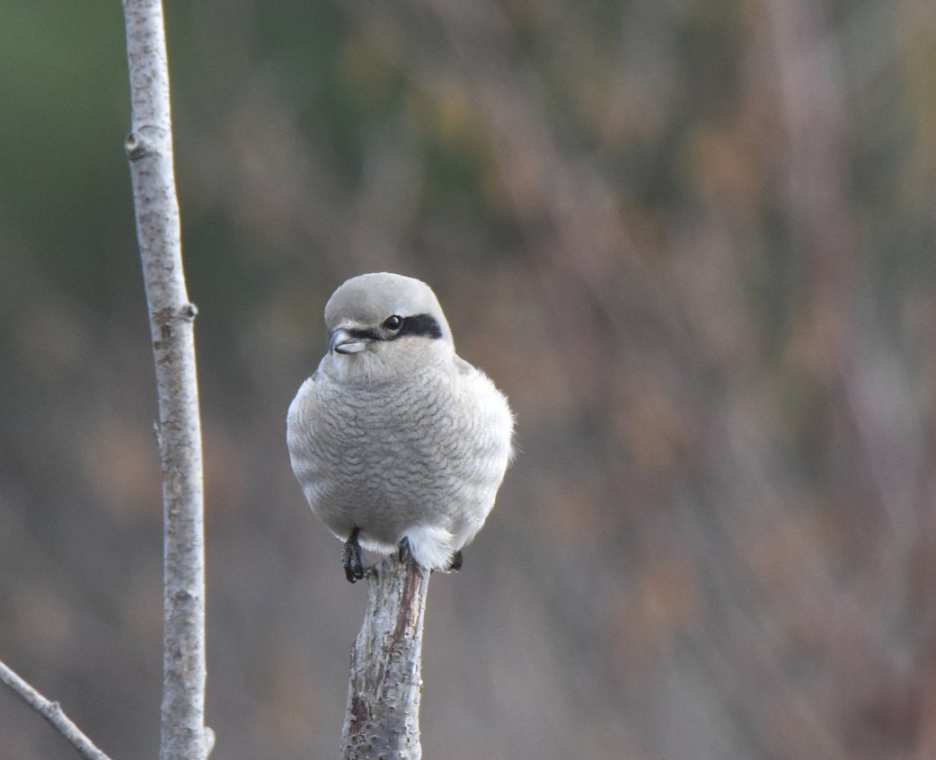 Умардын дунхай - ML610741884