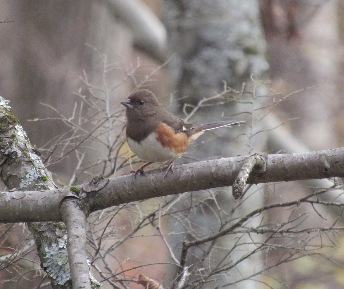 Eastern Towhee - ML610741894