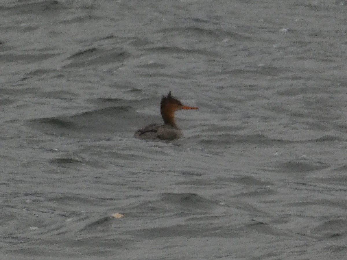 Red-breasted Merganser - ML610741949