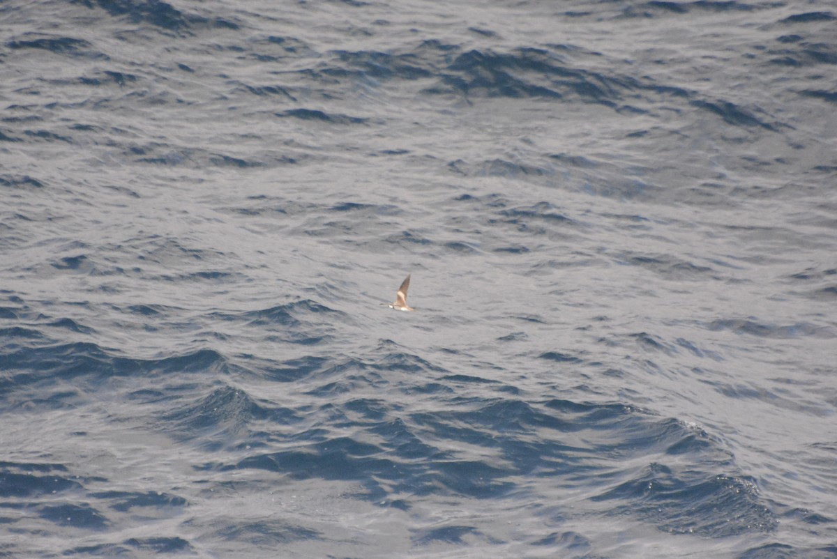 Ringed Storm-Petrel - ML610741984