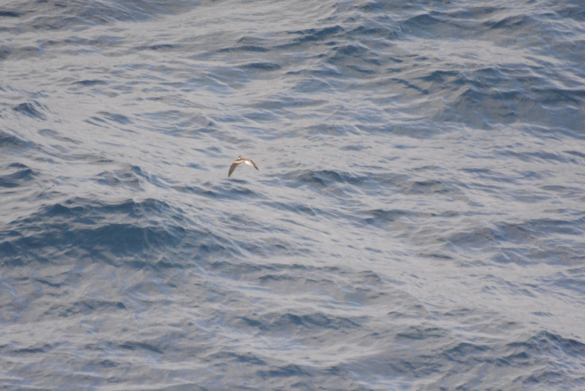 Ringed Storm-Petrel - ML610741987