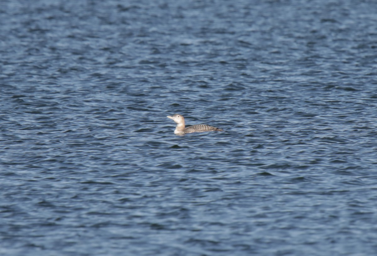 Yellow-billed Loon - ML610742016