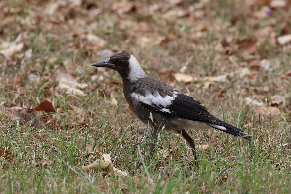 Australian Magpie (Black-backed) - ML610742037