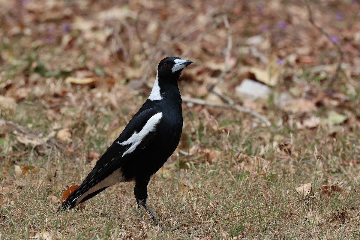 Australian Magpie (Black-backed) - ML610742038