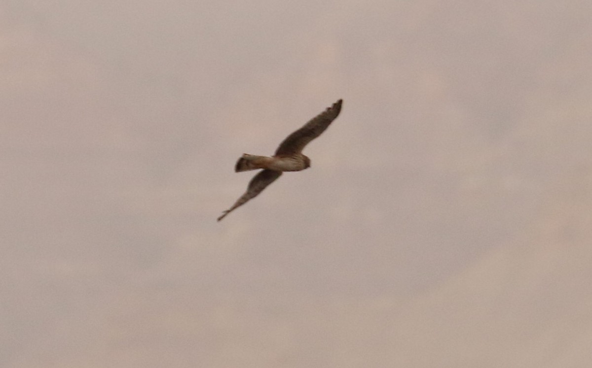 Northern Harrier - Aurélie  Jambon