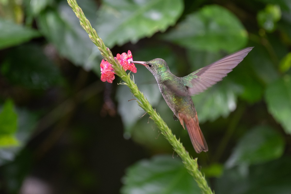 Rufous-tailed Hummingbird - Charles Thomas