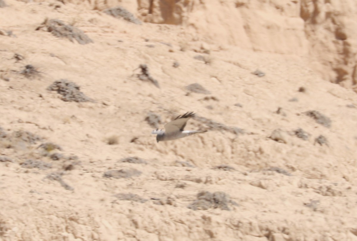 Northern Harrier - ML610742112