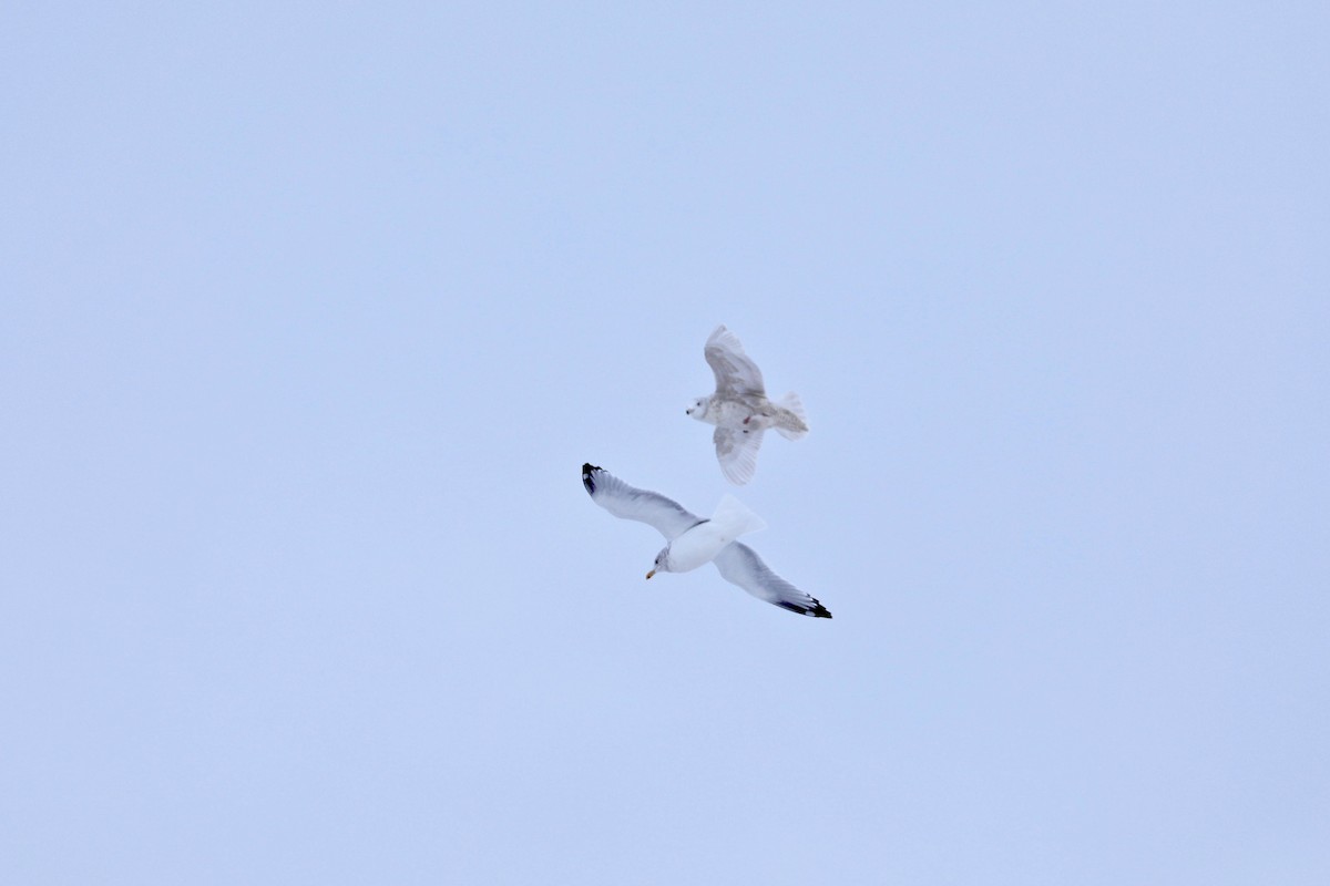 Herring Gull - Sam de Beer