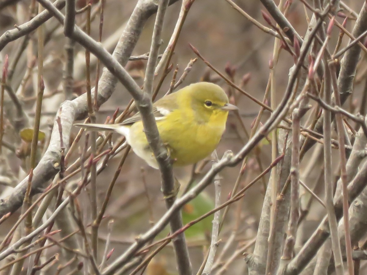 Pine Warbler - ML610742335