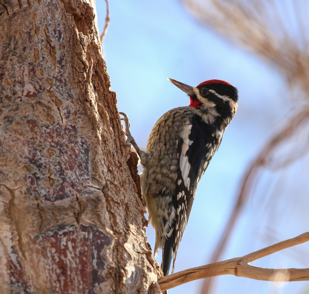 Red-naped Sapsucker - Sky Schipper