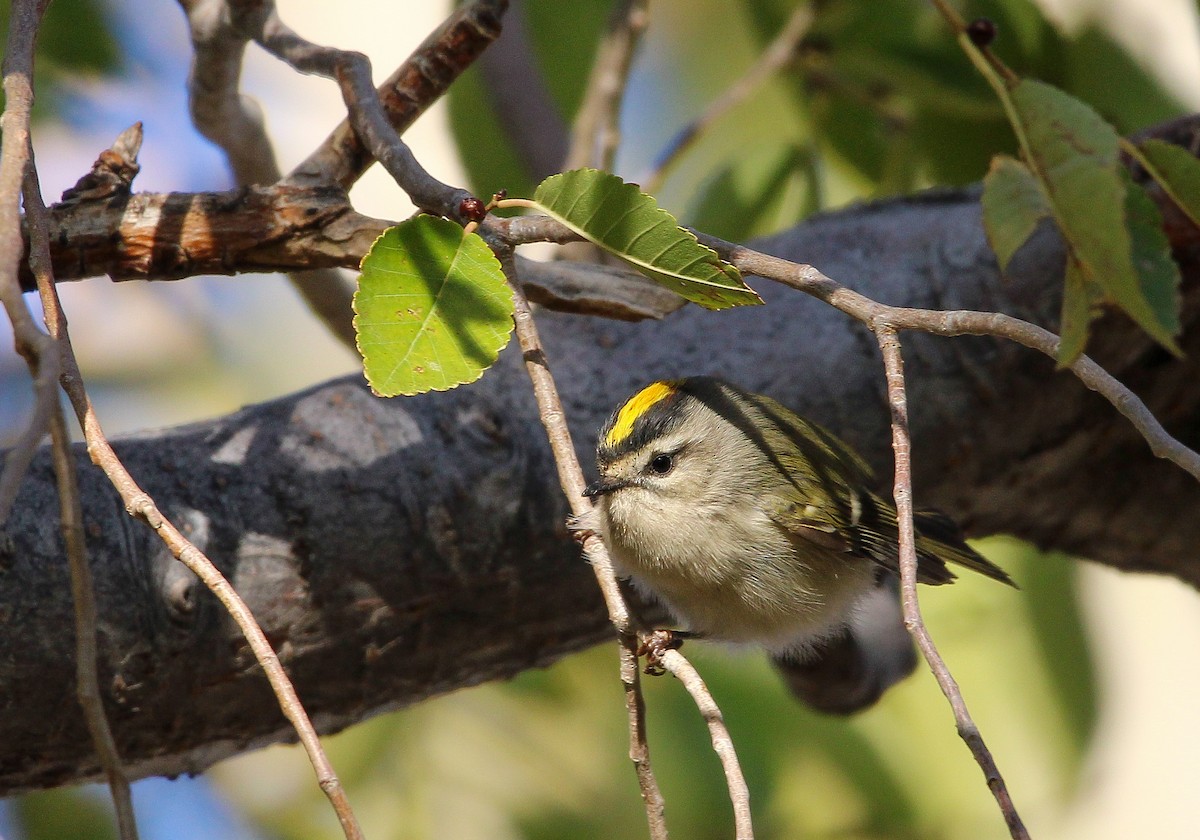 Golden-crowned Kinglet - ML610742407