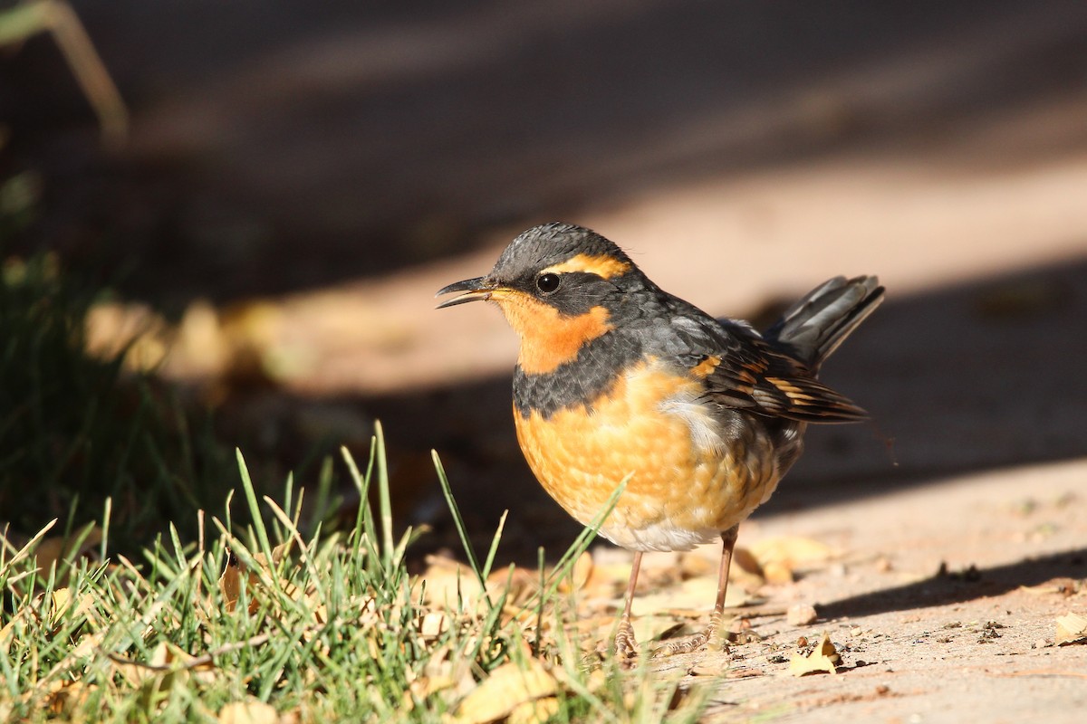 Varied Thrush - ML610742418