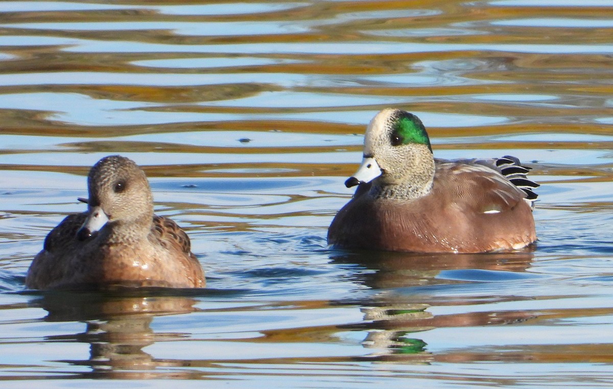 American Wigeon - ML610742516