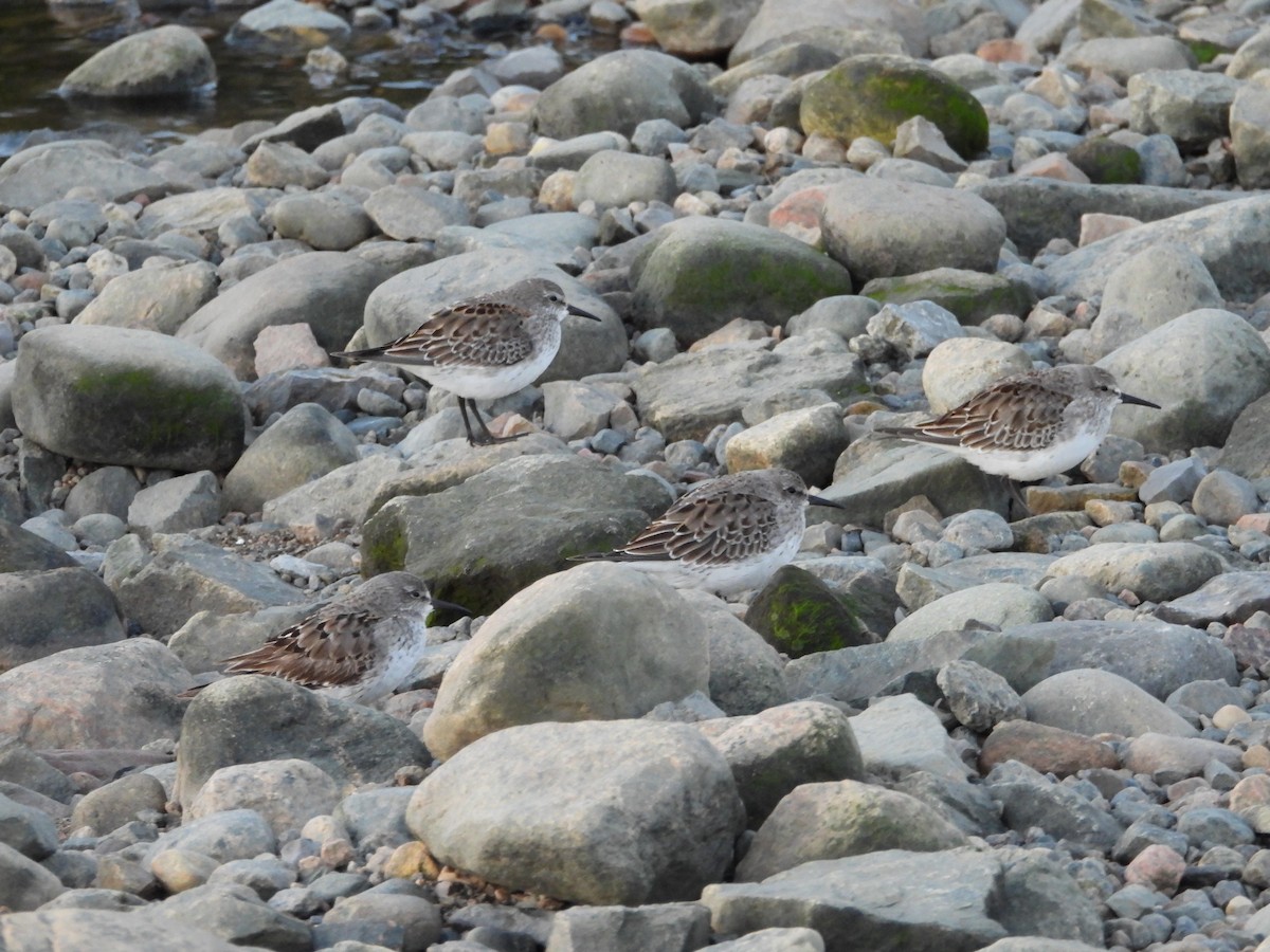 White-rumped Sandpiper - Germain Savard