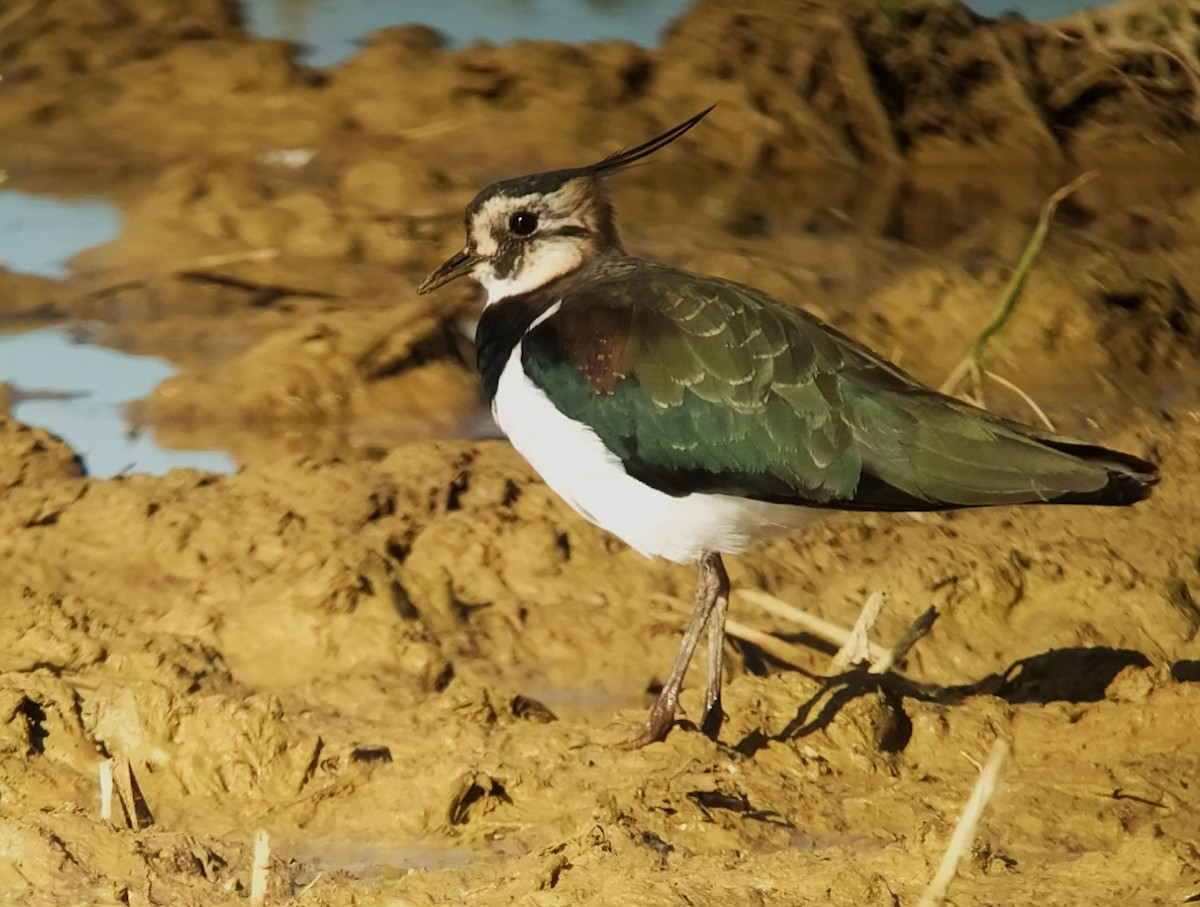 Northern Lapwing - ML610742832