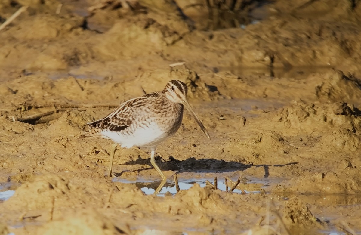 Common Snipe - ML610742852