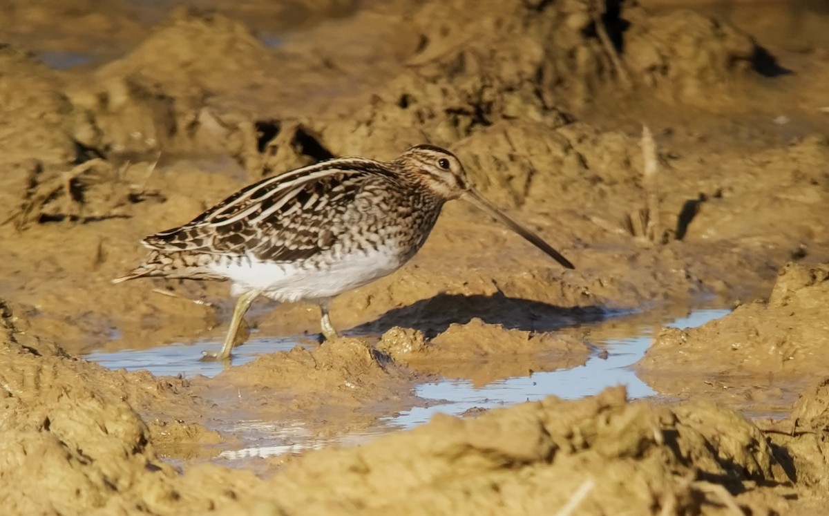 Common Snipe - ML610742854