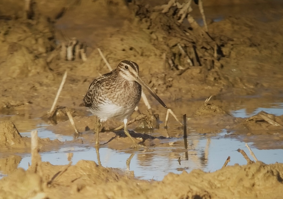 Common Snipe - ML610742855