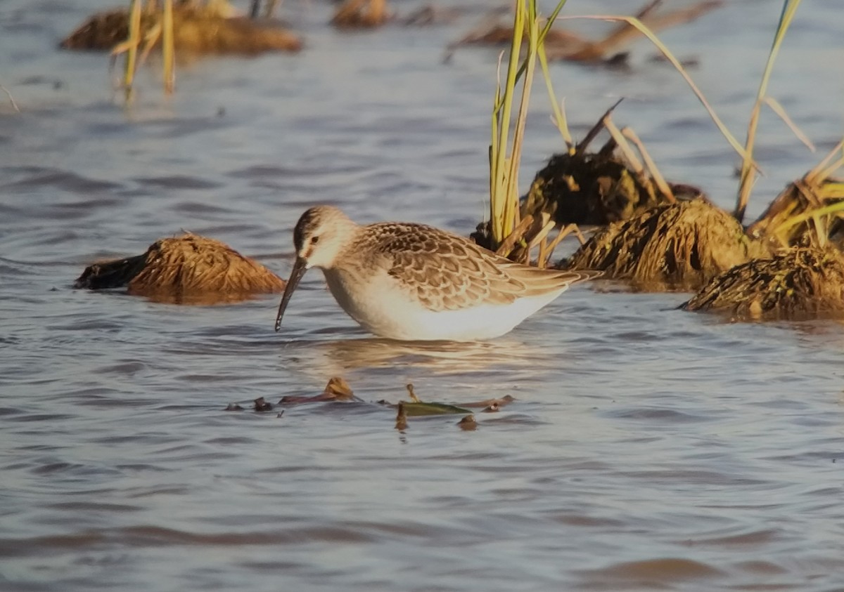 Curlew Sandpiper - ML610742888